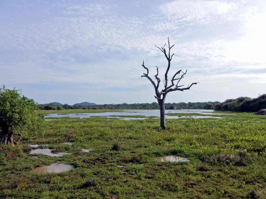 Steppe bei einer Jeep-Safari im Yala Nationalpark auf Sri Lanka