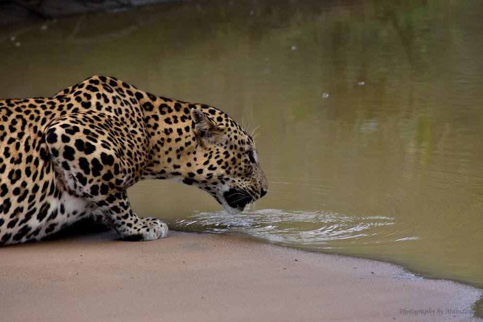 A Sri Lankan leopard drinking at a waterhole