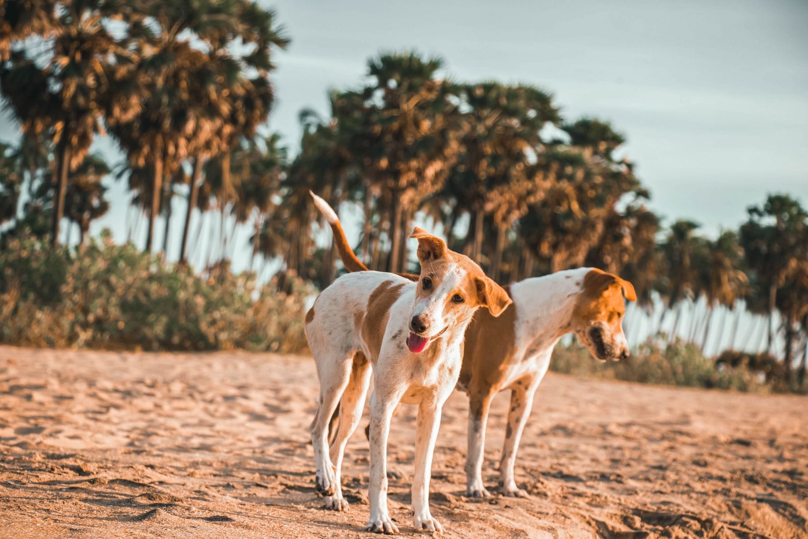 Dogs playing on the sand at Arugam Bay