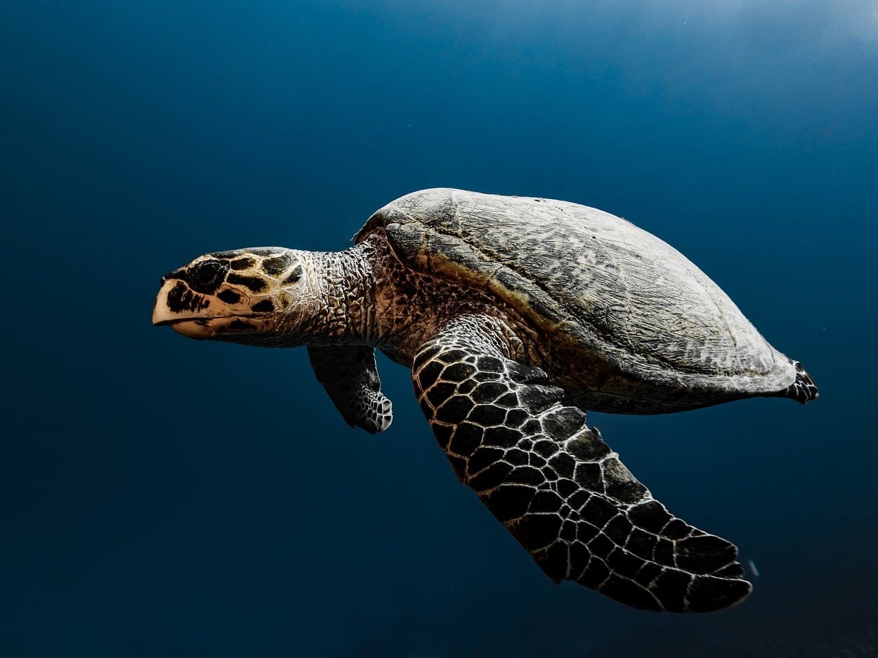 A hawksbill sea turtle swimming underwater