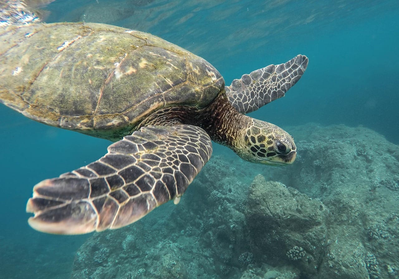 A sea turtle swimming over a coral reef