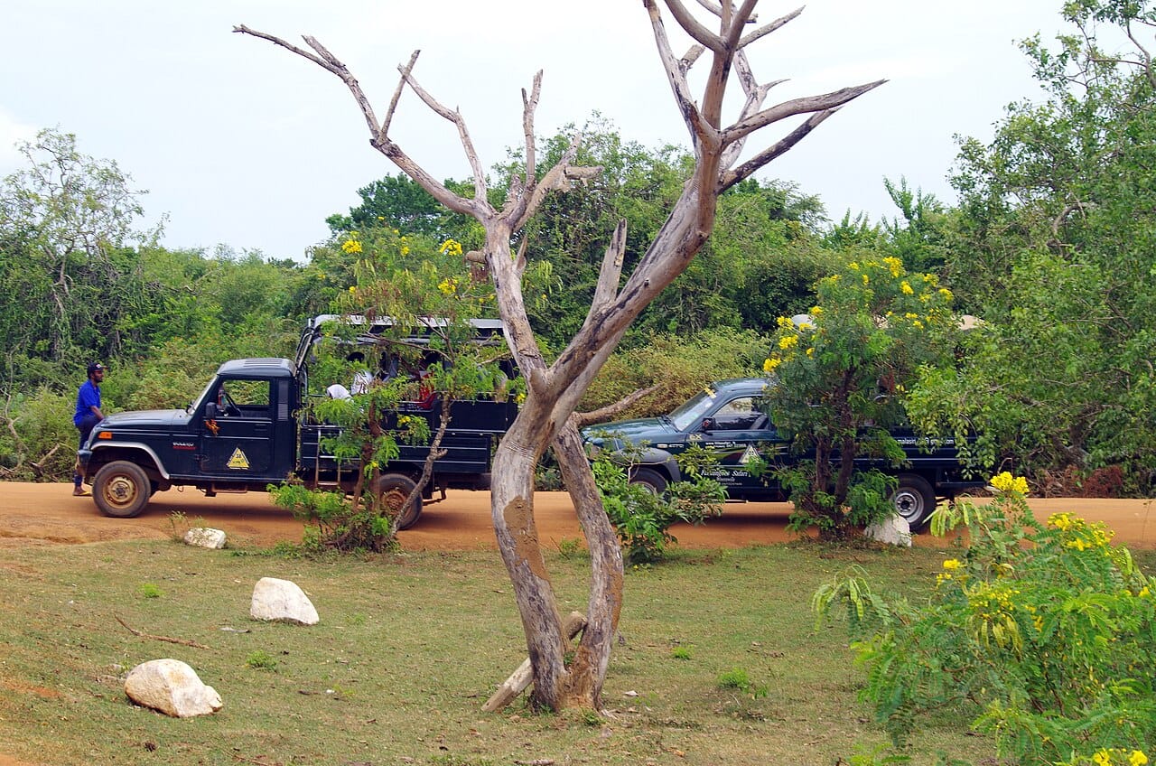 Jeeps, Yala NP