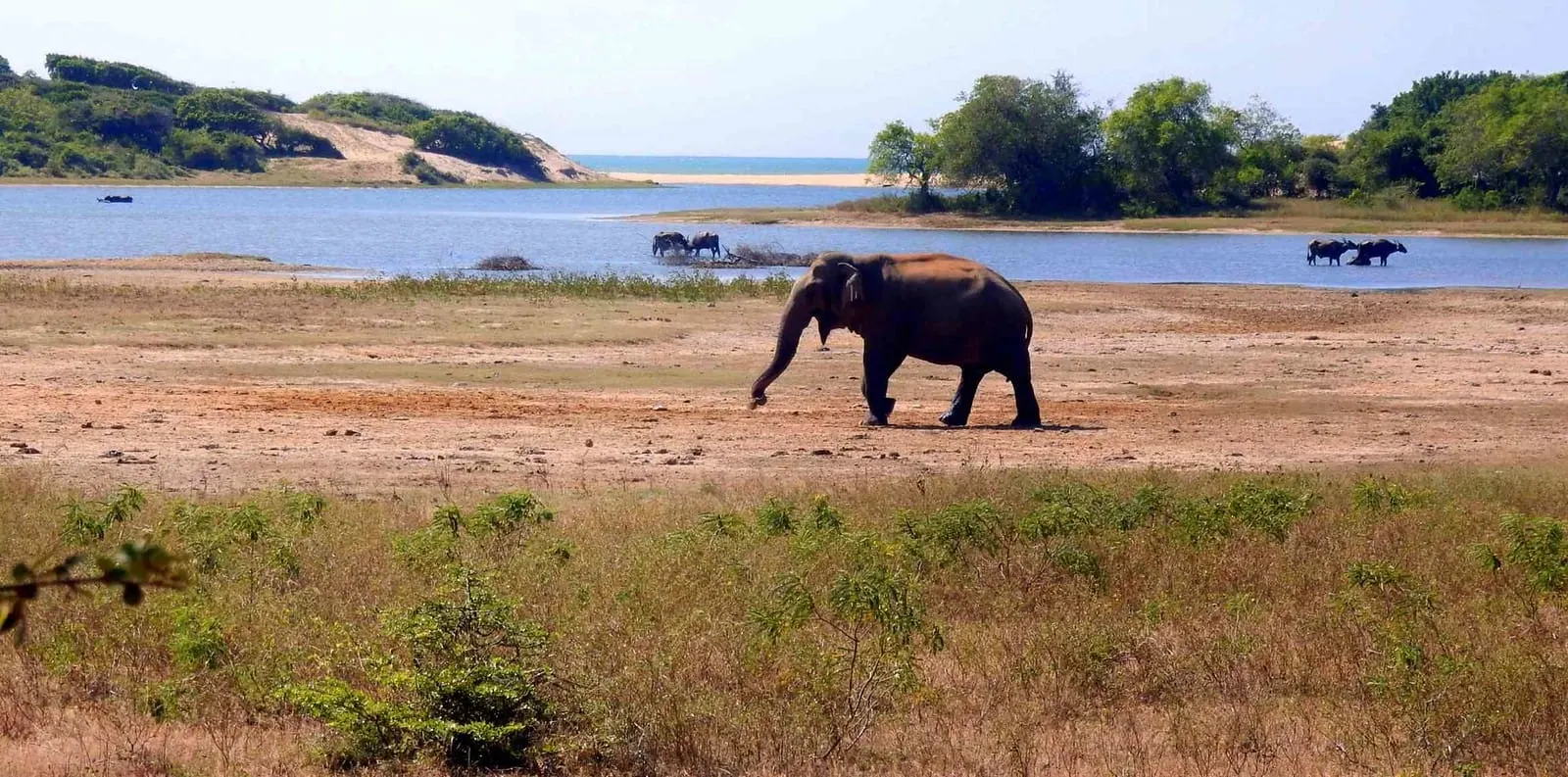 How to Book Yala Safari Tickets - Sri Lanka Travel