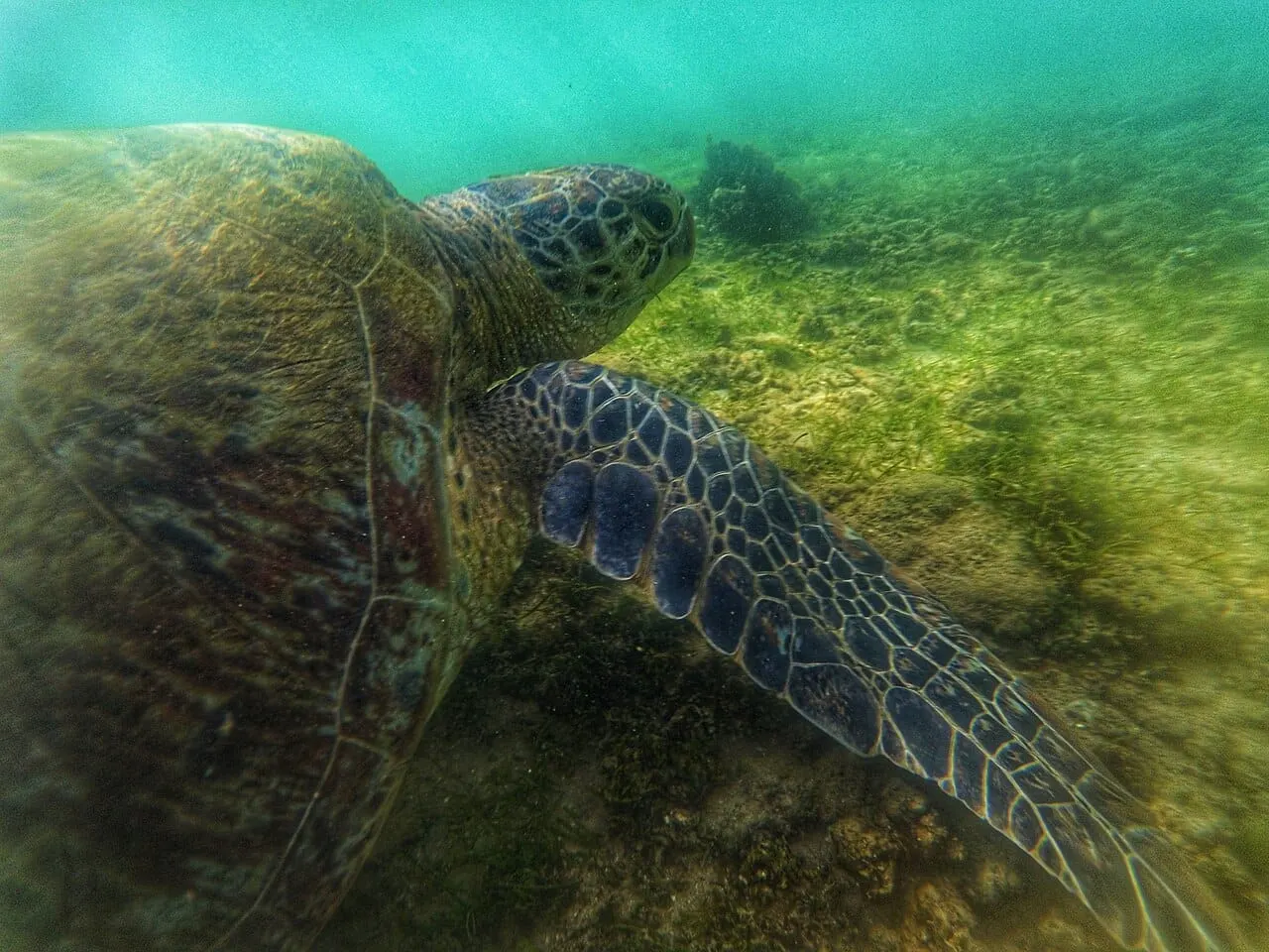 A green sea turtle swimming in clear water