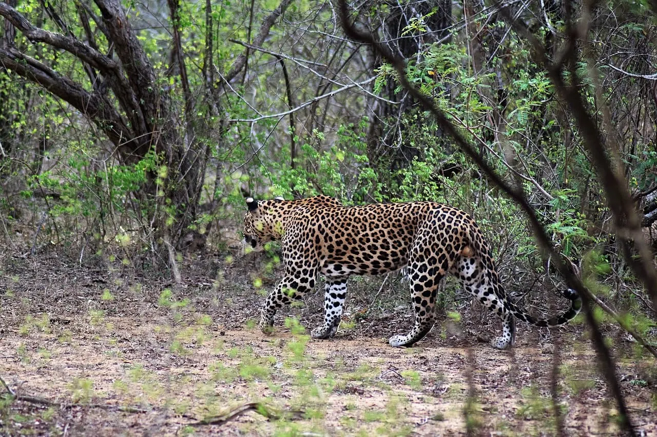 A Sri Lankan leopard in Yala National Park