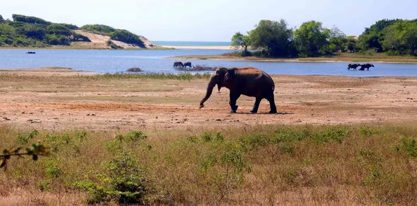 How to Book Yala Safari Tickets - Sri Lanka Travel