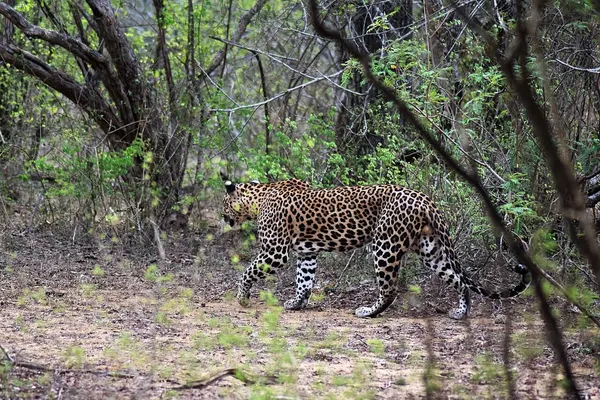 A Sri Lankan leopard in Yala National Park